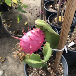 Perla Nursery - Dragon fruit