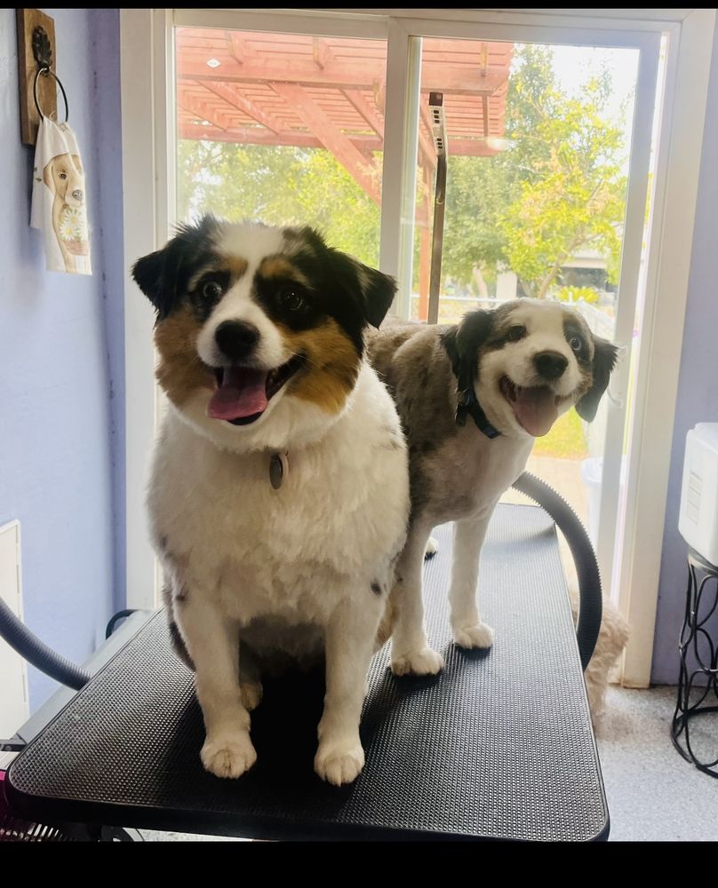 Pet Grooming in Azusa | Trusted In-Home Groomers