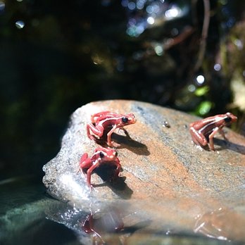 Vancouver Aquarium - Frogs - Aquariums Near Me - Vancouver, British Columbia