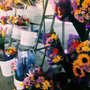 Photo of Western Transfloral
