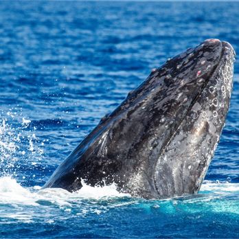 Trilogy Excursions - Humpback whale - Snorkeling Near Me - Lahaina, Hawaii Trilogy Excursions - Humpback whale - Snorkeling Near Me - Lahaina, Hawaii