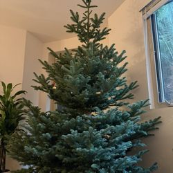Four Winds Ranch - Tree is up