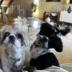 Bark Street Dog Spa