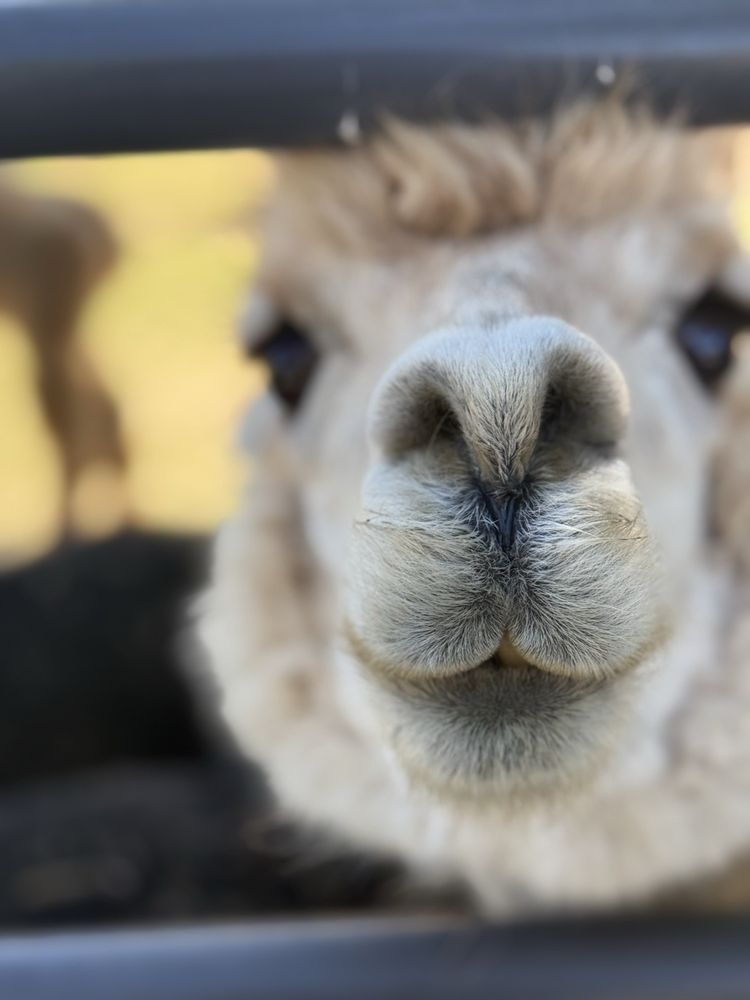 Loomis Alpacas
