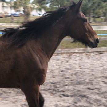 Tradewinds Park - Horseback Riding Near Me - Coconut Creek, Florida Tradewinds Park - Horseback Riding Near Me - Coconut Creek, Florida