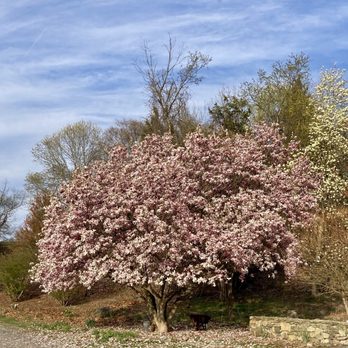 Chase Farm - Spring blooms - Parks Near Me - Lincoln, Rhode Island