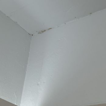 Satoshi Hideout Living - Mold in corner of ceiling in main room - Vacation Rentals Near Me - St. Petersburg, Florida Satoshi Hideout Living - Mold in corner of ceiling in main room - Vacation Rentals Near Me - St. Petersburg, Florida