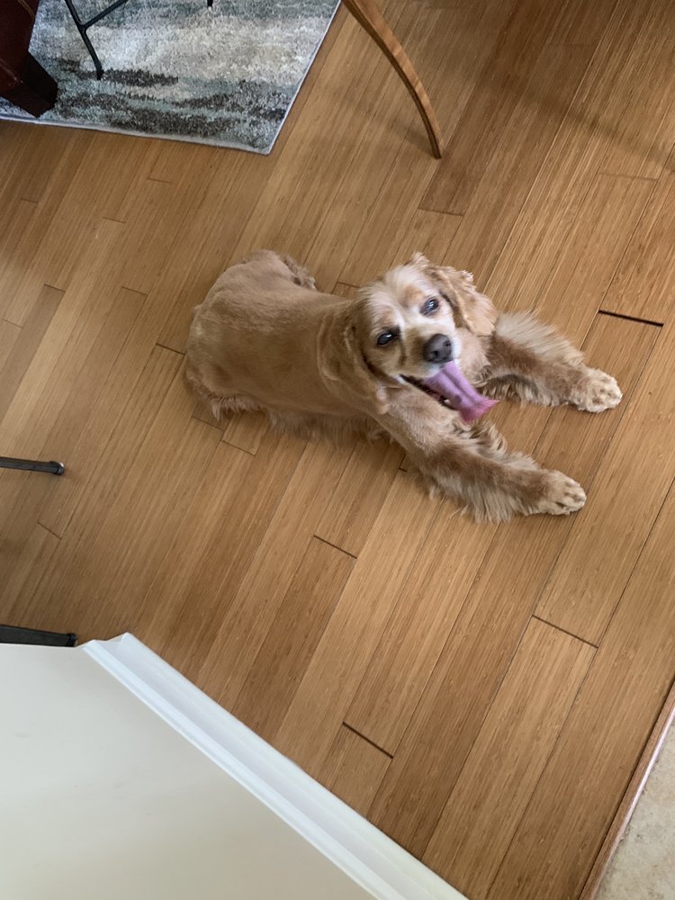 BUBBLES & BOWS PET SALON Updated August 2024 6886 Beach Dr SW