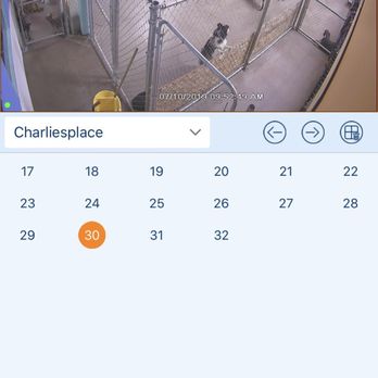 Charlie's Place - Logan enjoying his Wednesday's at daycare! - Pet Sitting Near Me - Reno, Nevada Charlie's Place - Logan enjoying his Wednesday's at daycare! - Pet Sitting Near Me - Reno, Nevada