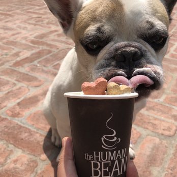 The Human Bean - Human and dog approved. Thanks, Human Bean staff! - Coffee & Tea Near Me - Lake Forest, California