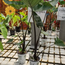 Wojo's Greenhouse
