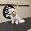 Dirty Dog Spa gift card