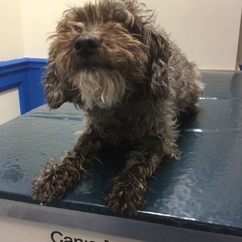 Healthy Pets Veterinary Services - Bella Briones, the doctor's dog. And our mascot! - Veterinarians Near Me - Brooklyn, New York Healthy Pets Veterinary Services - Bella Briones, the doctor's dog. And our mascot! - Veterinarians Near Me - Brooklyn, New York