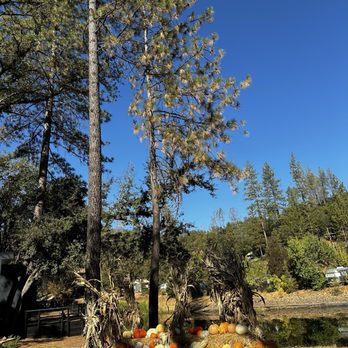 AutoCamp Yosemite - Hotels Near Me - Midpines, California AutoCamp Yosemite - Hotels Near Me - Midpines, California