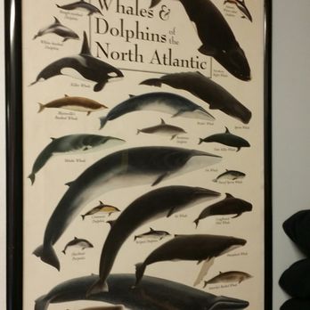 7 Seas Whale Watch - Whale Watching Tours Near Me - Gloucester, Massachusetts