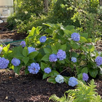 DrewGreen Lawn & Landscape - Hydrangeas in Houston Texas - Lawn Services Near Me - Houston, Texas DrewGreen Lawn & Landscape - Hydrangeas in Houston Texas - Lawn Services Near Me - Houston, Texas