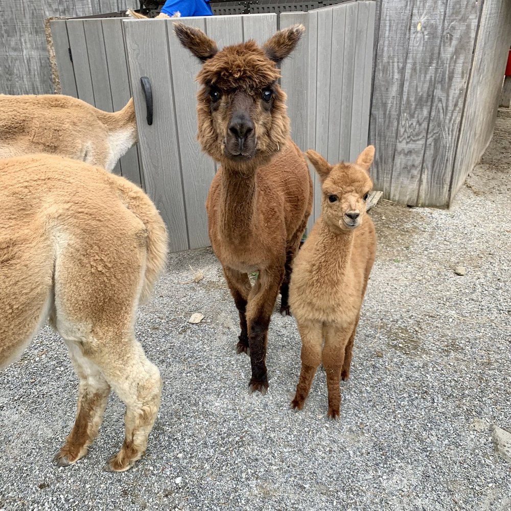 The Blue Alpaca Ranch and Store - Ranches Near Me - Belfast, Maine The Blue Alpaca Ranch and Store - Ranches Near Me - Belfast, Maine