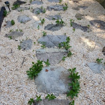 Ryan's Landscaping - Weeds around most stones because they cut a hole in the fabric to put the stones down. - Landscaping Near Me - Springfield, Virginia Ryan's Landscaping - Weeds around most stones because they cut a hole in the fabric to put the stones down. - Landscaping Near Me - Springfield, Virginia