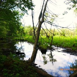 Bidwell Bog Trail