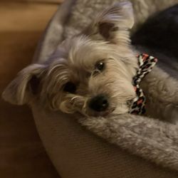 Good Dog Grooming