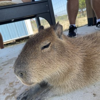 Blue Hills Ranch - Baby capybara enjoyed some belly rubs after we fed him. They were so friendly! - Hotels Near Me - McGregor, Texas Blue Hills Ranch - Baby capybara enjoyed some belly rubs after we fed him. They were so friendly! - Hotels Near Me - McGregor, Texas