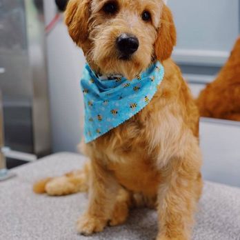 Posh Paws Mobile Spa - Pet Groomers Near Me Posh Paws Mobile Spa - Pet Groomers Near Me