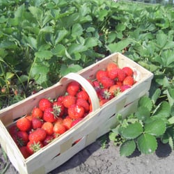 Neumanns Erntegarten - Erdbeer-Ernte 2008.