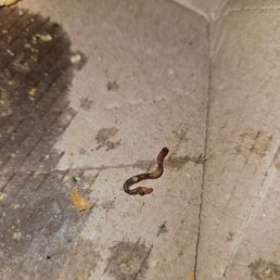 Pizza with worms.
