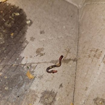 Pizza Mark - Pizza with worms. - Pizza Near Me - Los Angeles, California Pizza Mark - Pizza with worms. - Pizza Near Me - Los Angeles, California