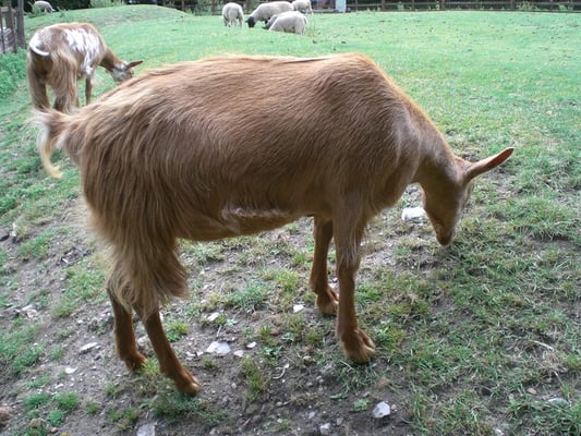 Hackney City Farm by null