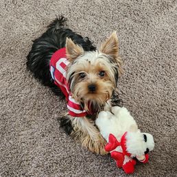 Brink's Veterinary has been our family's fur babies doctor with 3 dogs. The care from ALL staff members are "EXCELLENT" Brink's Veterinary has been our family's fur babies doctor with 3 dogs. The care from ALL staff members are "EXCELLENT"