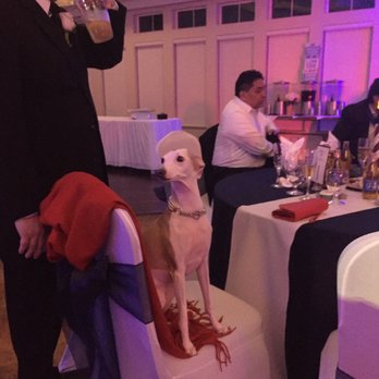 Adagio Bella Gardens - Our fur baby having fun during the reception - Venues & Event Spaces Near Me - Oxnard, California Adagio Bella Gardens - Our fur baby having fun during the reception - Venues & Event Spaces Near Me - Oxnard, California