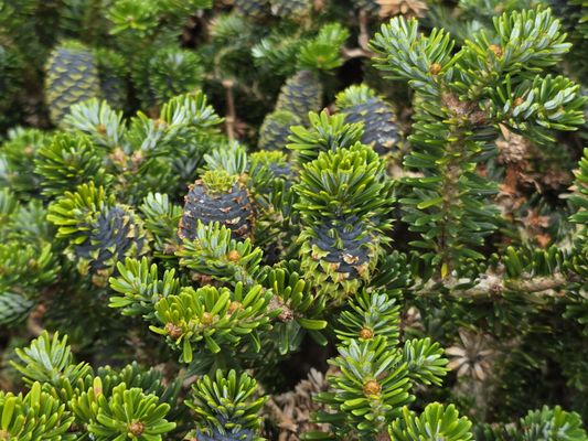 Royal Botanic Garden Edinburgh by null