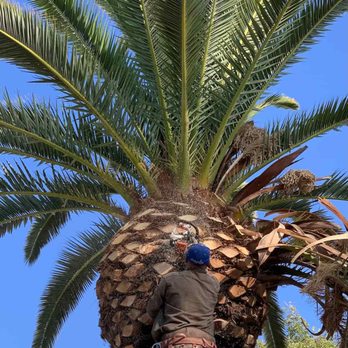 A Cut Above Tree Service - Canary date palm trimming in henderson - Tree Services Near Me - Las Vegas, Nevada A Cut Above Tree Service - Canary date palm trimming in henderson - Tree Services Near Me - Las Vegas, Nevada