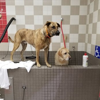 PuppyLuv Academy - Bath Time - PuppyLuvAcademy - Pet Training Near Me PuppyLuv Academy - Bath Time - PuppyLuvAcademy - Pet Training Near Me
