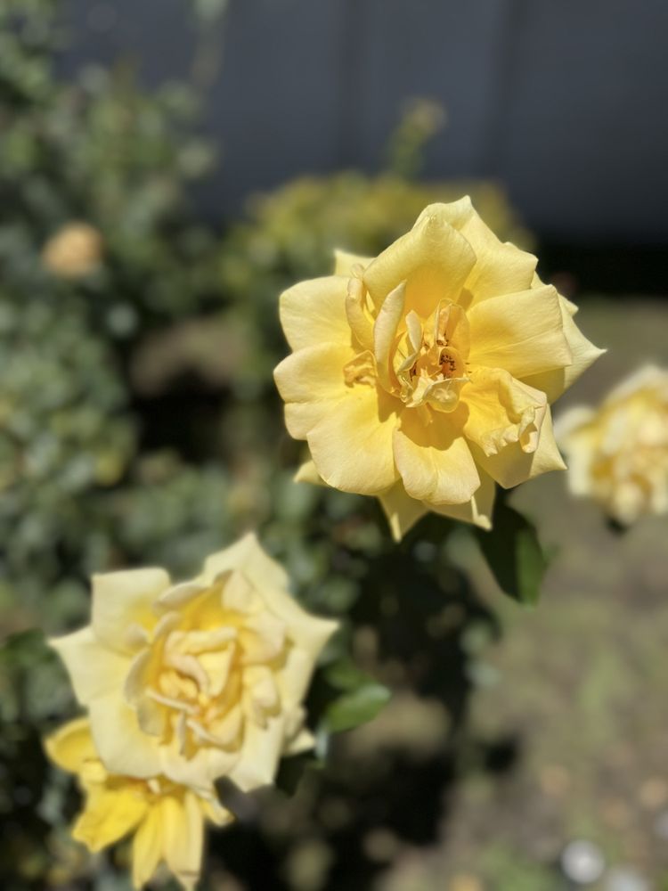 Rodrigo's Mexican Grill