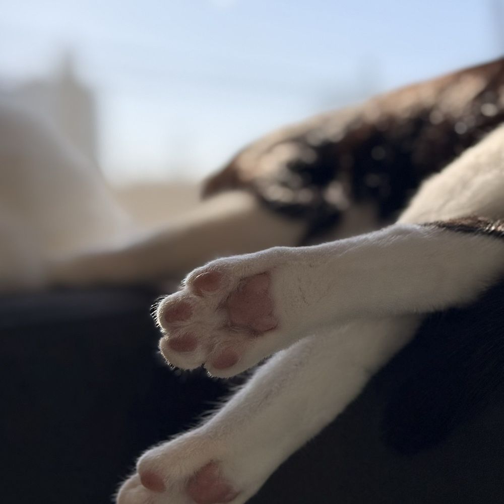 CatCafe Lounge - Community Service/Non-Profit Near Me - Marina del Rey, California CatCafe Lounge - Community Service/Non-Profit Near Me - Marina del Rey, California