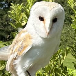 Dingle's Falconry Experience