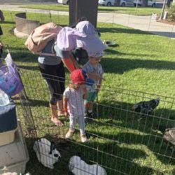 Woodland Farmers Market - Petting zoo