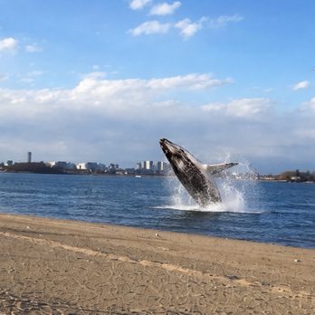 Wollaston Beach - Whale - Beaches Near Me - Quincy, Massachusetts Wollaston Beach - Whale - Beaches Near Me - Quincy, Massachusetts