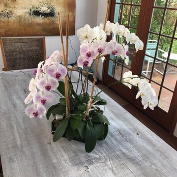 Picket Fence Florist - These beautiful hardy orchids have lasted Months! - Florists Near Me - Kailua, Hawaii Picket Fence Florist - These beautiful hardy orchids have lasted Months! - Florists Near Me - Kailua, Hawaii