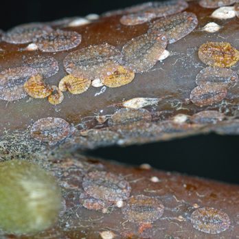 Leaf & Limb - Crape myrtle bark scale on a tree - Tree Services Near Me - Raleigh, North Carolina Leaf & Limb - Crape myrtle bark scale on a tree - Tree Services Near Me - Raleigh, North Carolina