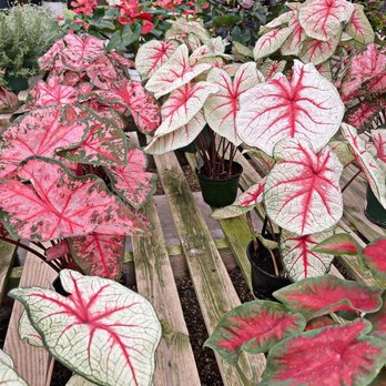 Rolling Greens - Nurseries & Gardening Near Me - Culver City, California Rolling Greens - Nurseries & Gardening Near Me - Culver City, California