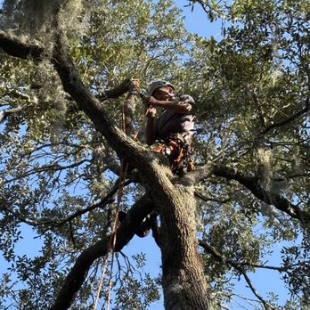 Richard Hodge Tree care - Moss removal - Tree Services Near Me - Yulee, Florida Richard Hodge Tree care - Moss removal - Tree Services Near Me - Yulee, Florida