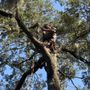 Richard Hodge Tree care