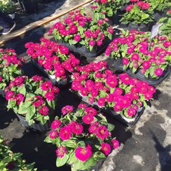 Wow what a great color in zinnia