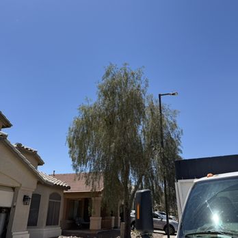 Lightning Tree Services - Before tree trim - Tree Services Near Me - Avondale, Arizona Lightning Tree Services - Before tree trim - Tree Services Near Me - Avondale, Arizona