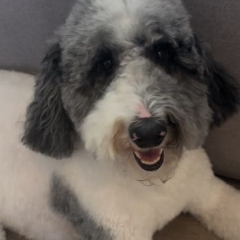 Spaw On The Spot - Pet Groomers Near Me Spaw On The Spot - Pet Groomers Near Me