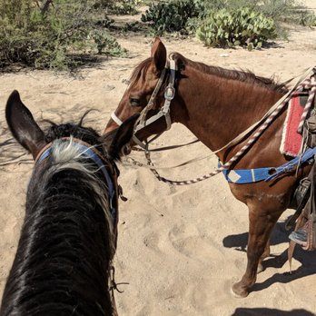 Tucson Mountain Stables - Linebacker and Fancy - Horseback Riding Near Me Tucson Mountain Stables - Linebacker and Fancy - Horseback Riding Near Me