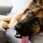 Photo of LC Pet & Portrait Photography